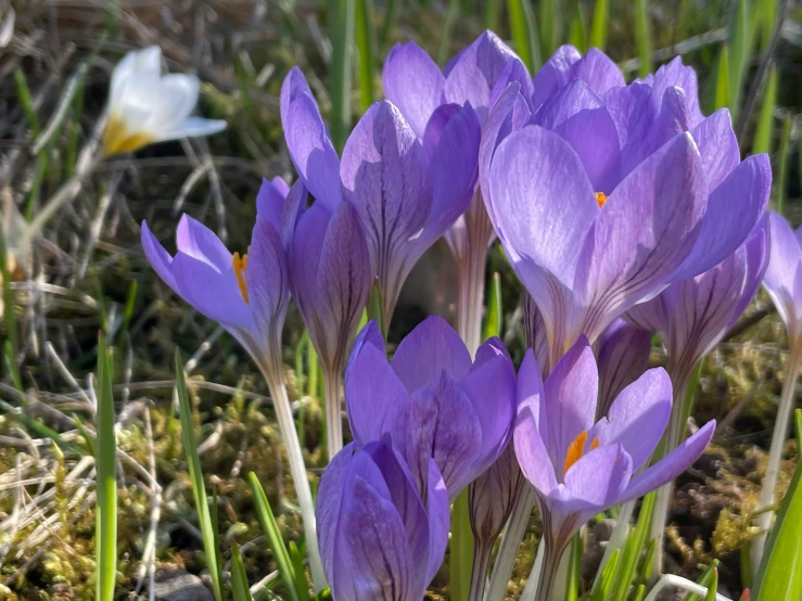 purple flowers that are blooming from the grass