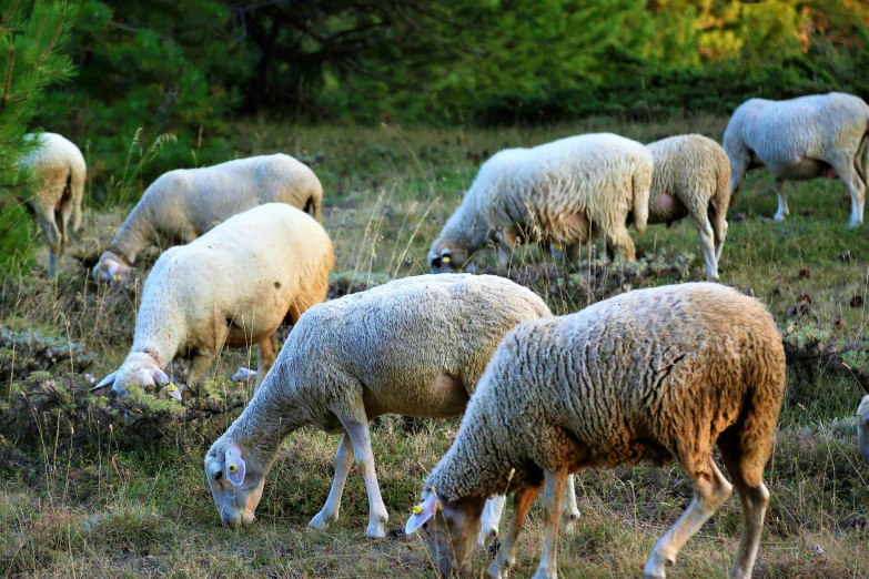 sheep grazing in a grassy field near trees