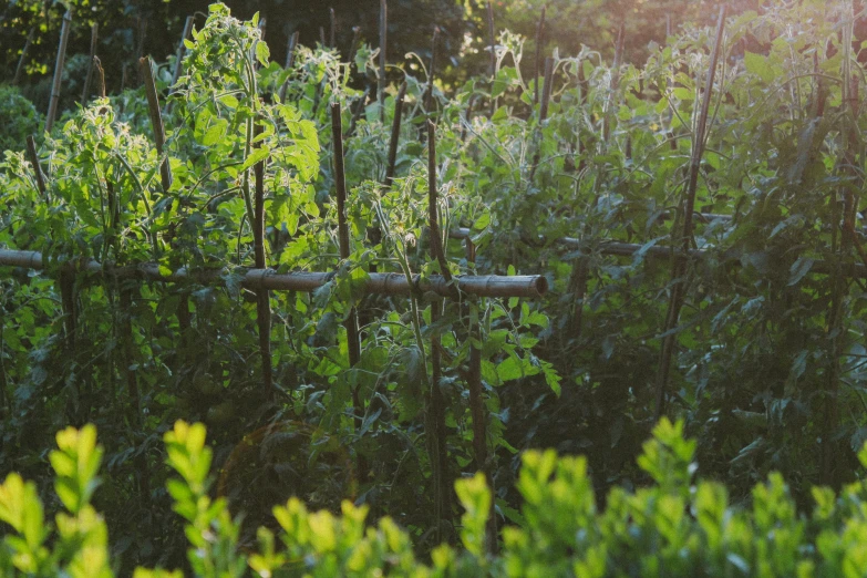 a bunch of weeds that are growing near a fence