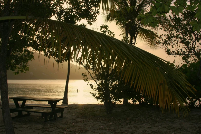 there is a bench under a palm tree on the beach