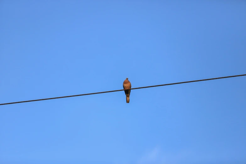 a bird sits on an electric wire and looks out at the sky