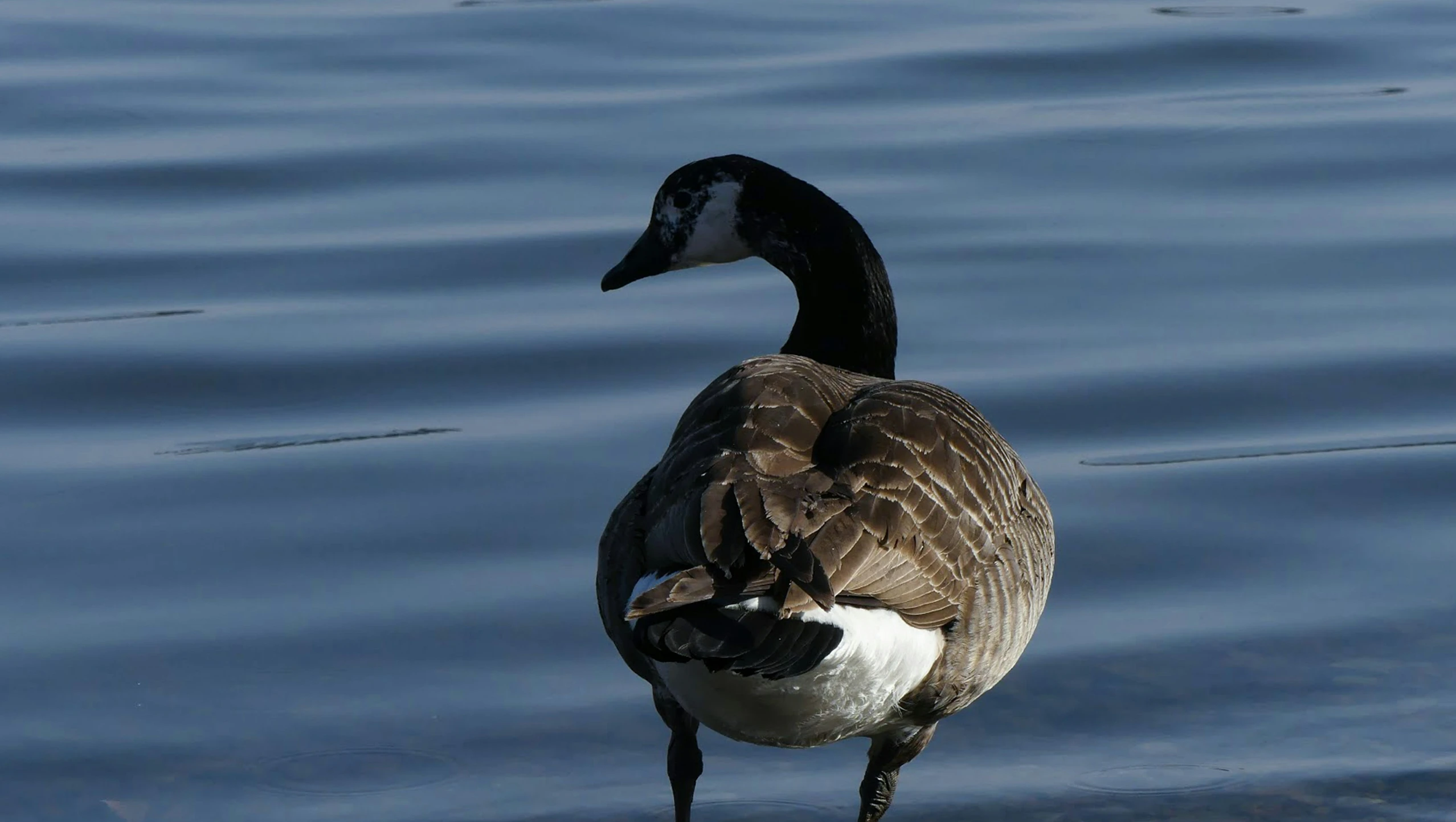 a large black duck stands alone in shallow water