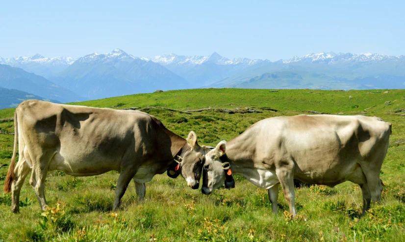 two cows grazing together on a grassy hill