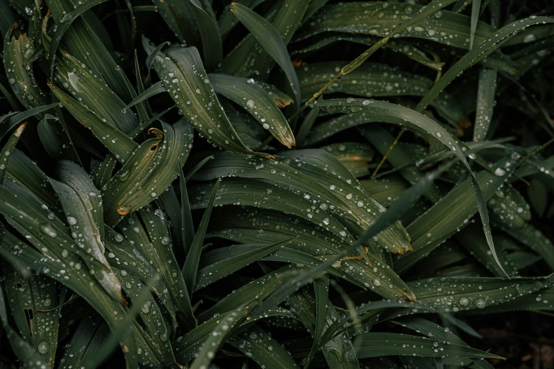 a plant with rain on the leaves