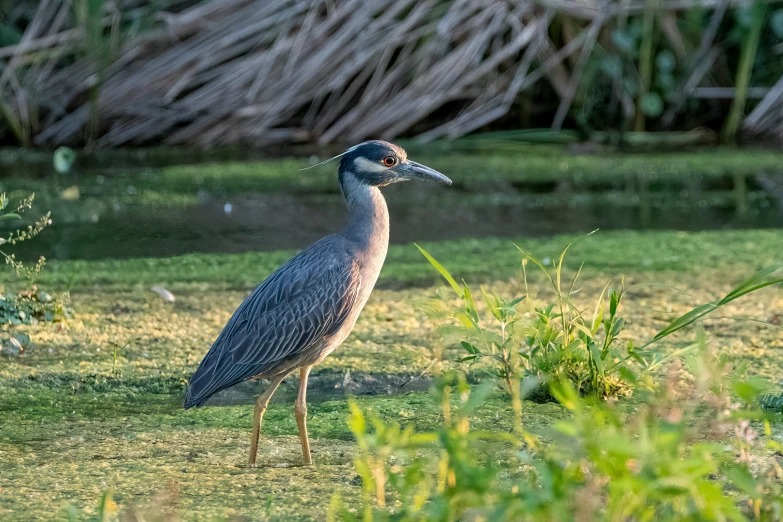 a long necked bird standing in front of green and brown grass