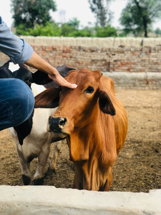 an individual standing by the back of a cow