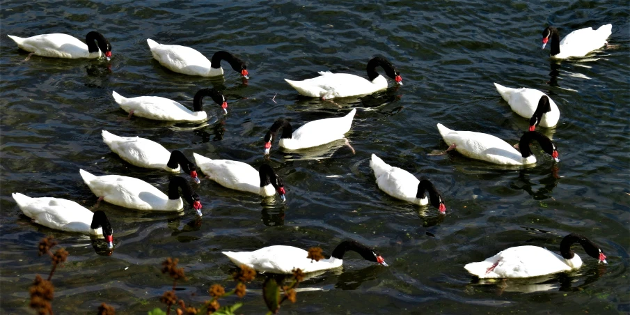 geese are swimming in the water together