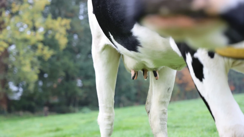 a cow with it's head down looking forward in the grass