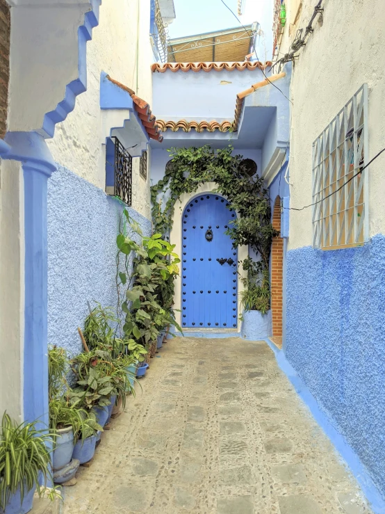 blue door with vines on both sides in an alley way