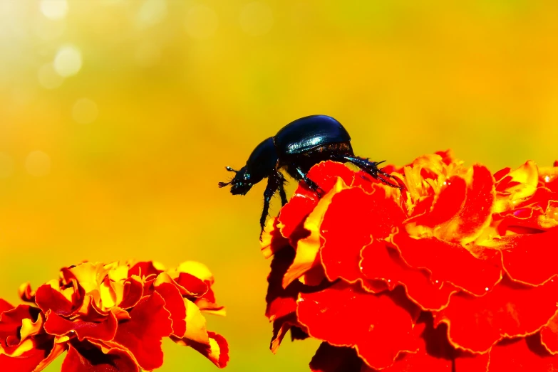 a blue beetle sits on top of some orange flowers