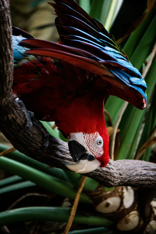 a brightly colored bird perched on a tree nch