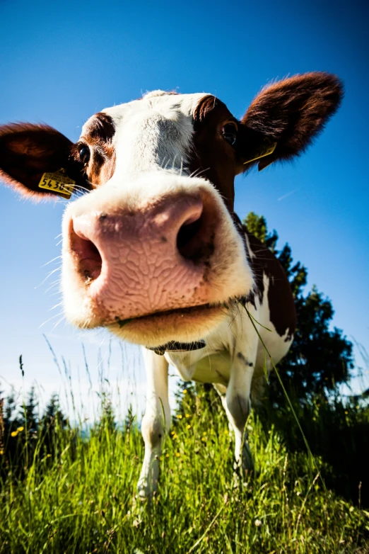 a cow that is standing in the grass