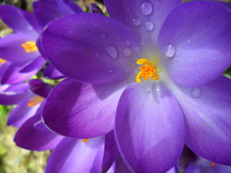 a picture of some purple flowers with water droplets on them