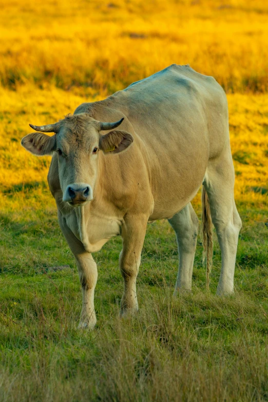 a large bull standing in a field, facing forward