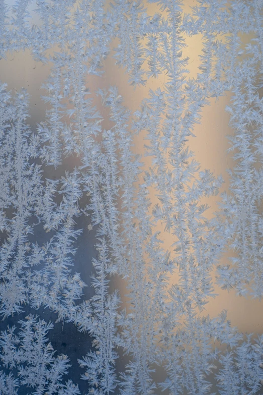 the image of frost is in full view