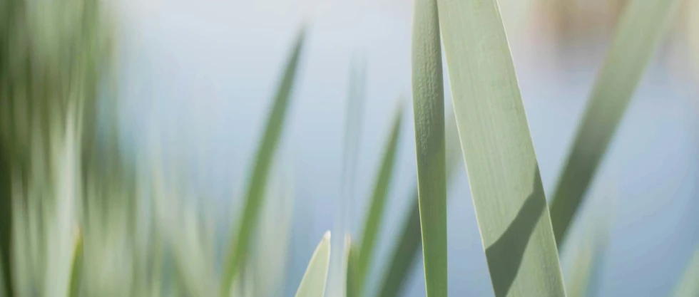 an animal sitting on top of green leaves in the grass