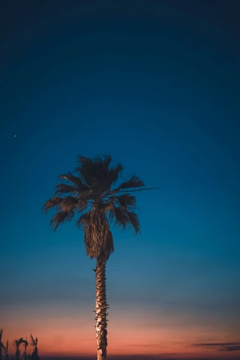 a lone palm tree sitting in the middle of a field