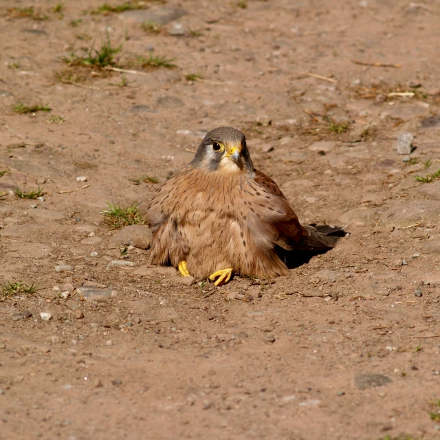 an injured bird is laying on the ground