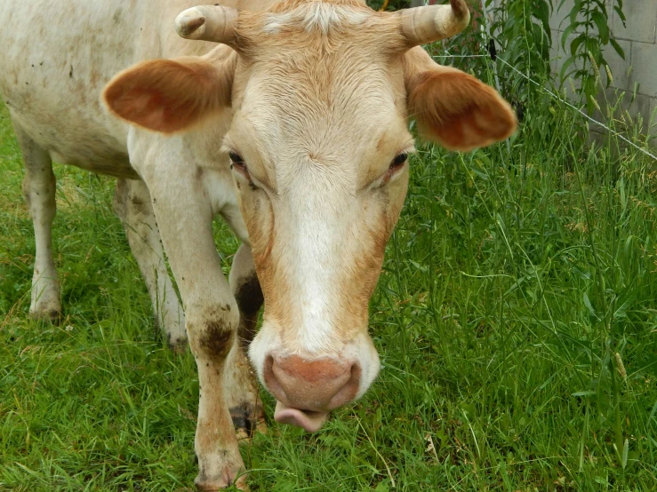 a close - up of a cow in the grass by a fence