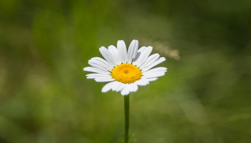 closeup of an almost unfurnished daisy in full bloom