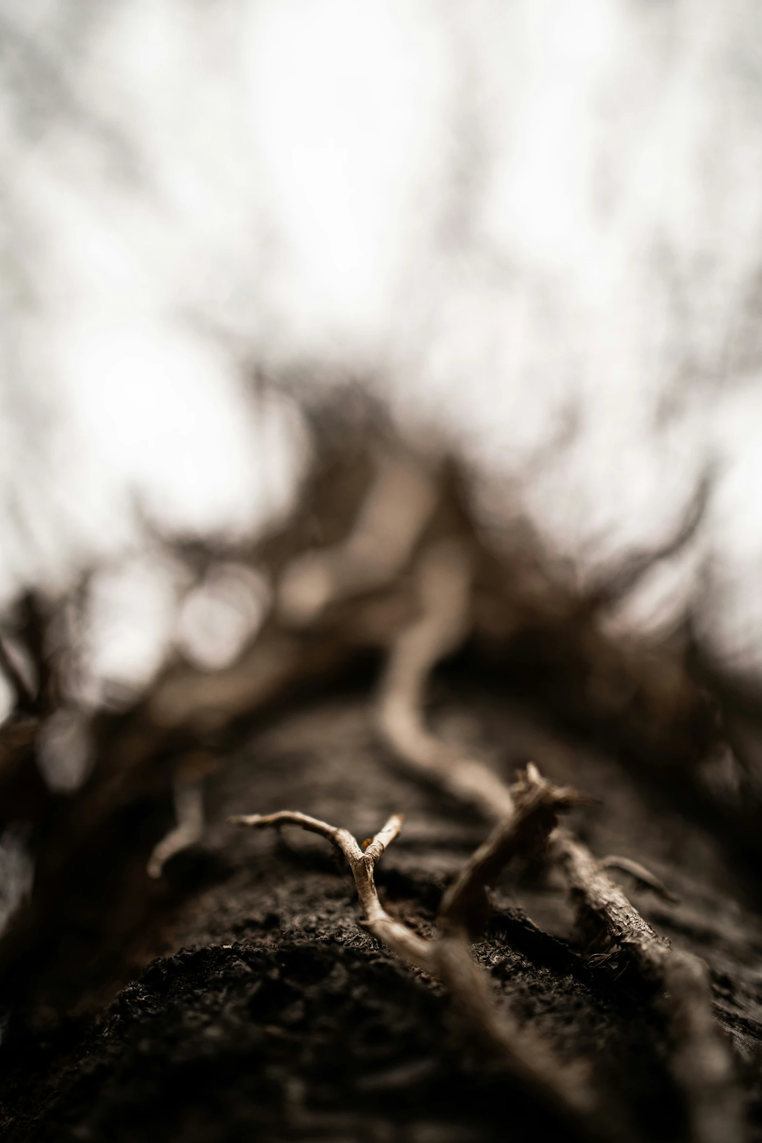 looking down at the nches of a tree