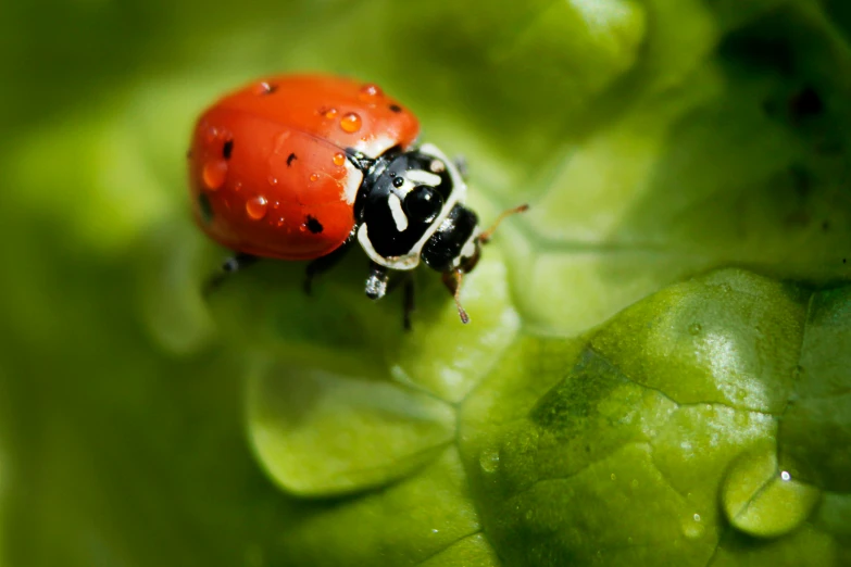 a bright orange lady bug with some black spots