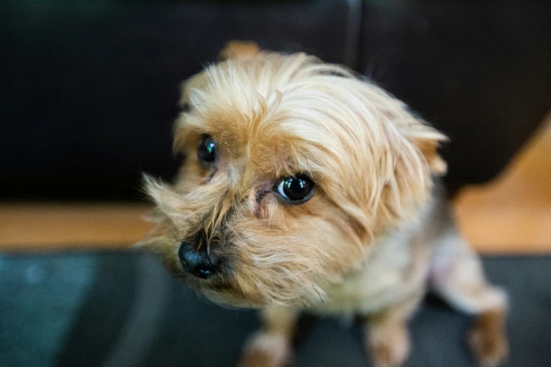 a small brown dog with big blue eyes