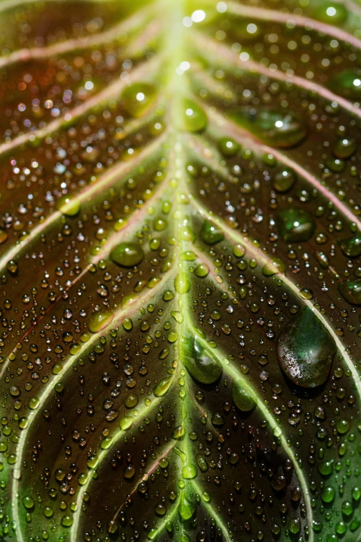 a leaf with some water drops on it