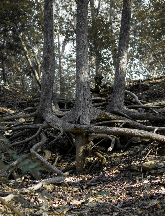 several trees with twisted roots all over them