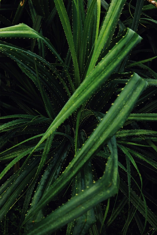 water droplets on a plant's leaves in the dark