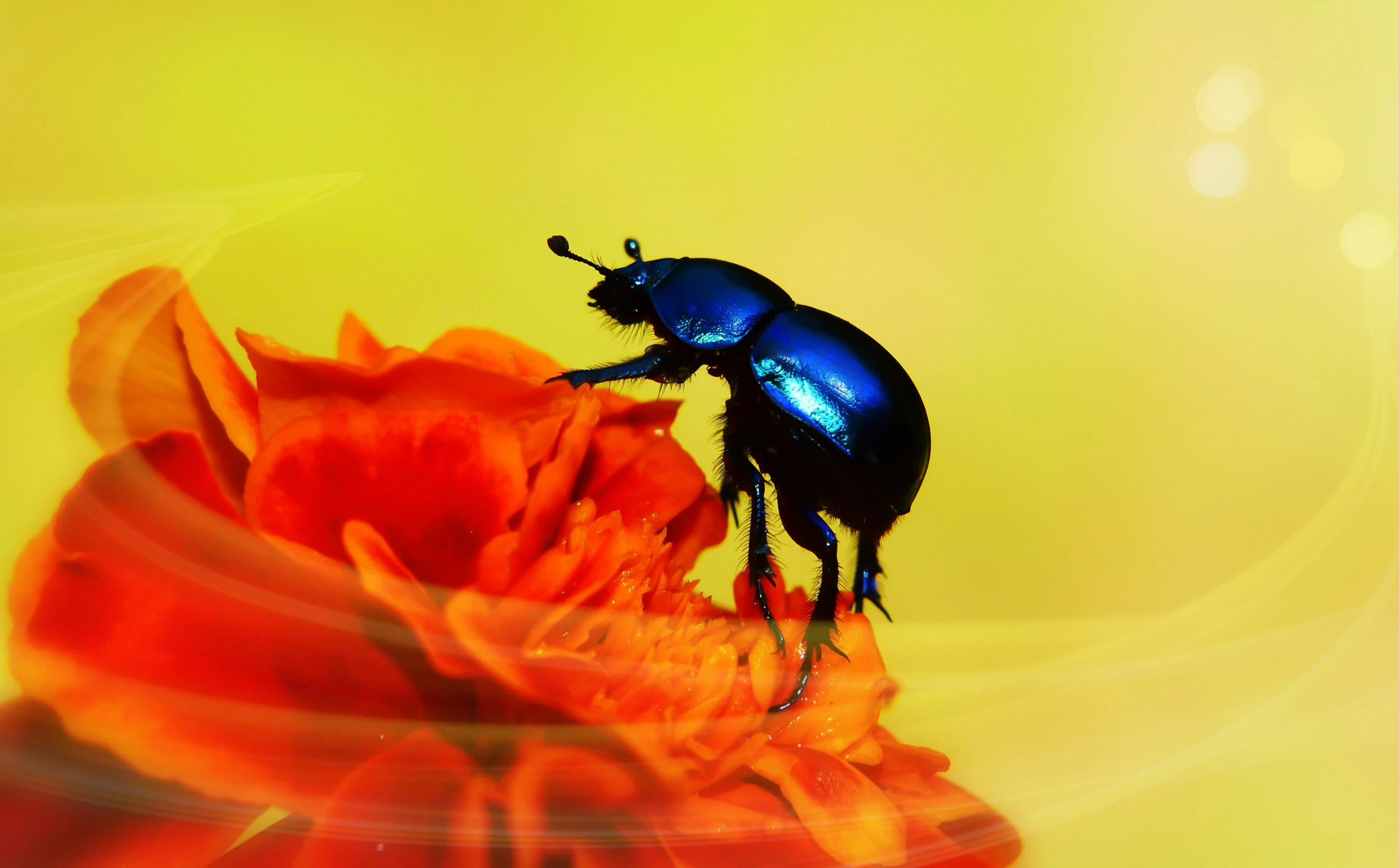 a blue beetle is sitting on top of an orange flower