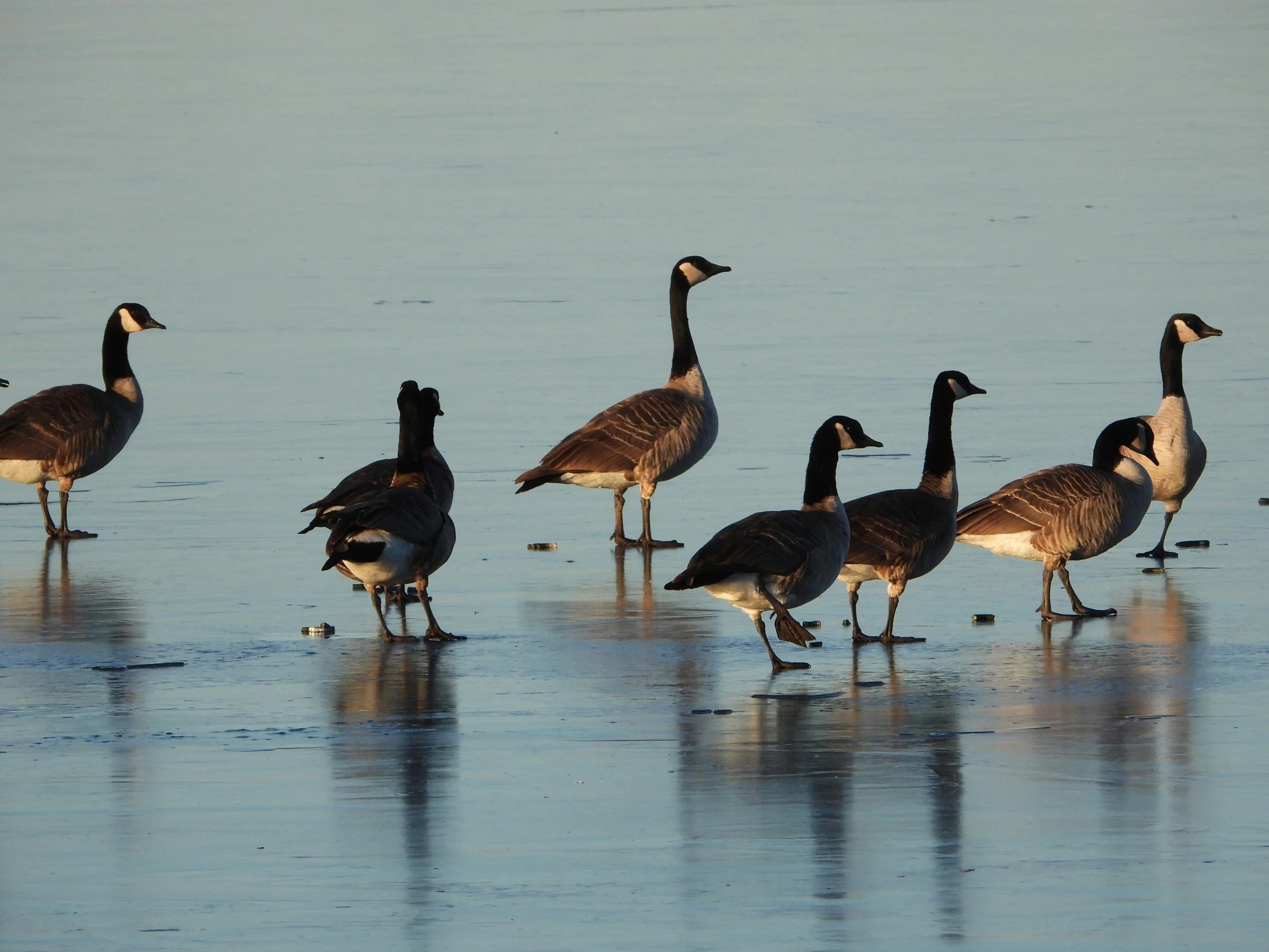 six geese on the frozen lake waters of the water