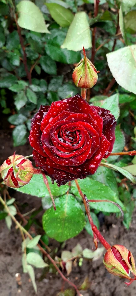 there is a very pretty red rose blooming on this nch