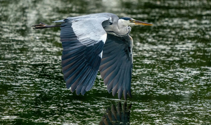 a bird is flying low over water