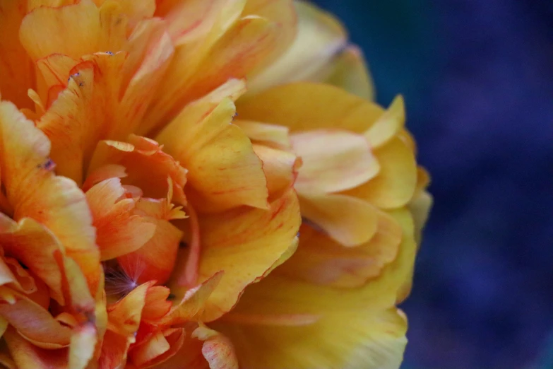 this is an orange flower that has many petals