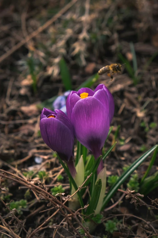 a purple flower and a bee are together