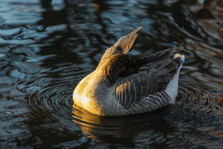 a duck that is sitting on its back in water