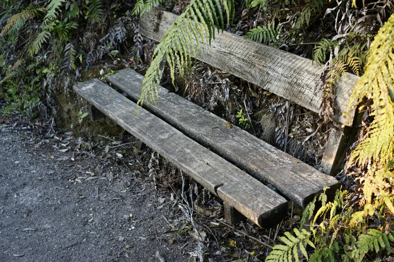 the weathered bench is located next to the ferns