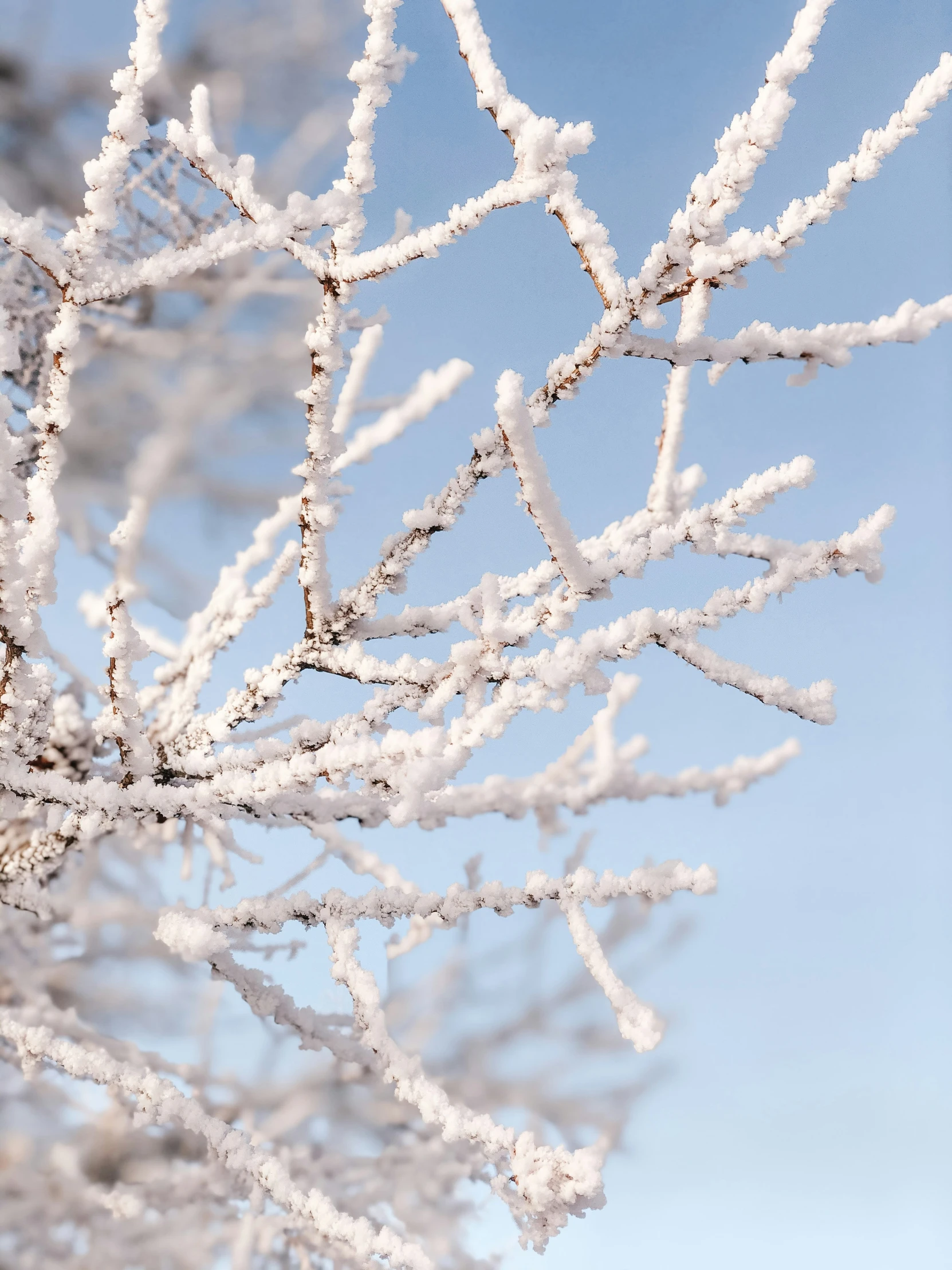 a snow covered tree against a bright blue sky