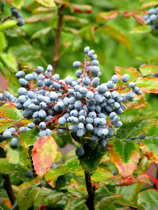 blue berry bunches hanging from the leaves of a shrub