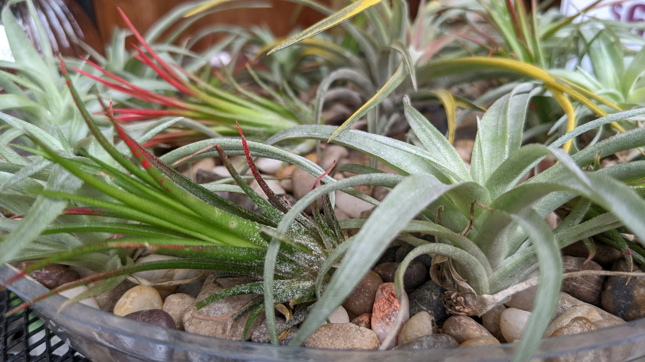 green plants are growing in a glass container