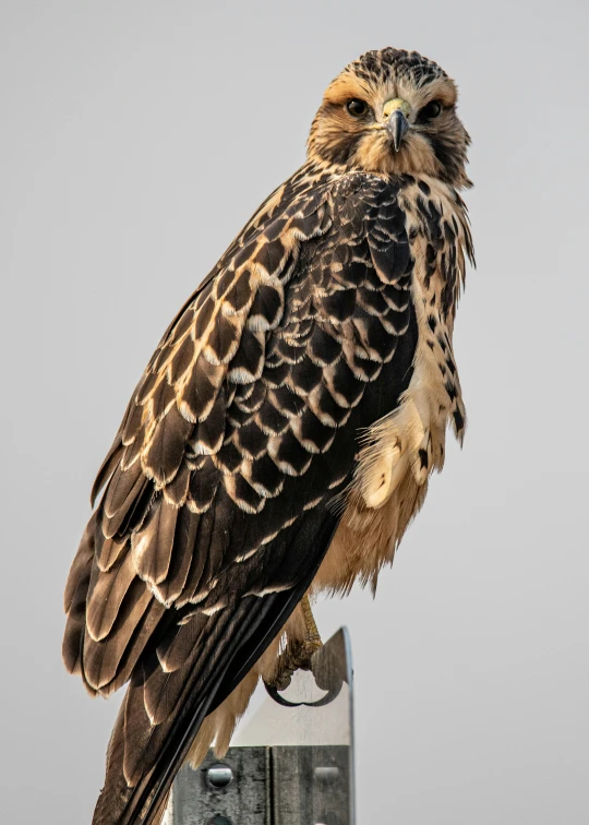 a big bird sitting on top of a high power box