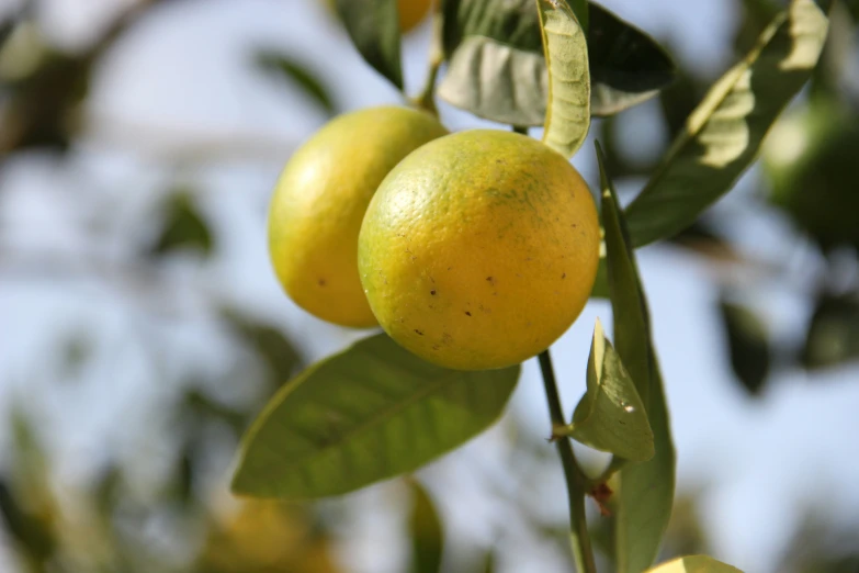 oranges still on the tree with their leaves still