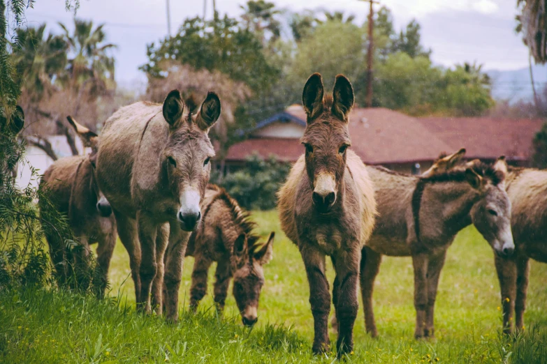 four donkeys are in the grass of an enclosed pen