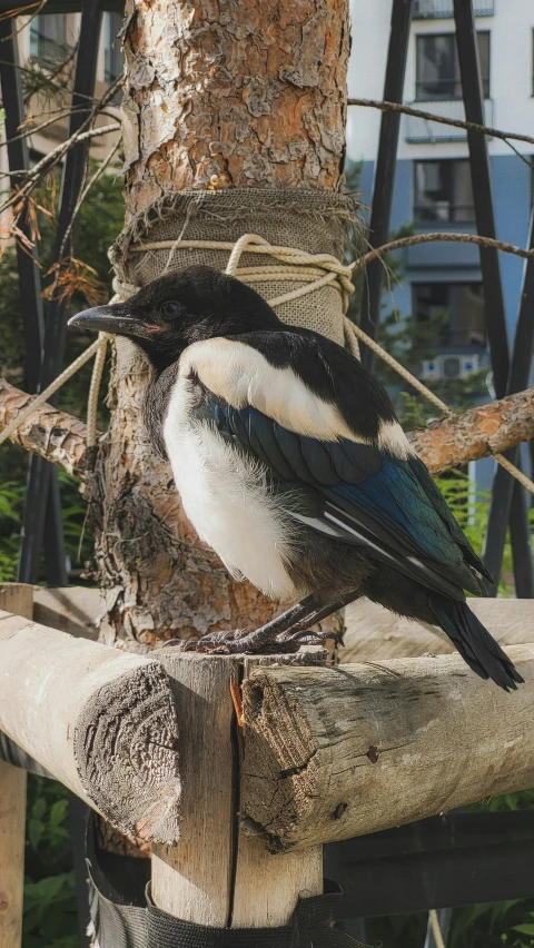 a black and white bird perched on a piece of wood