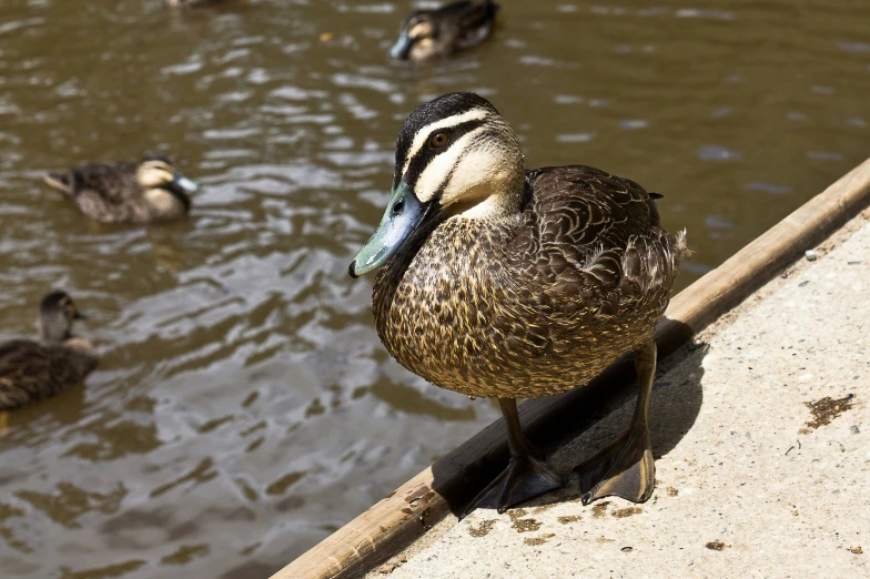 a group of ducks floating on top of water next to a dock