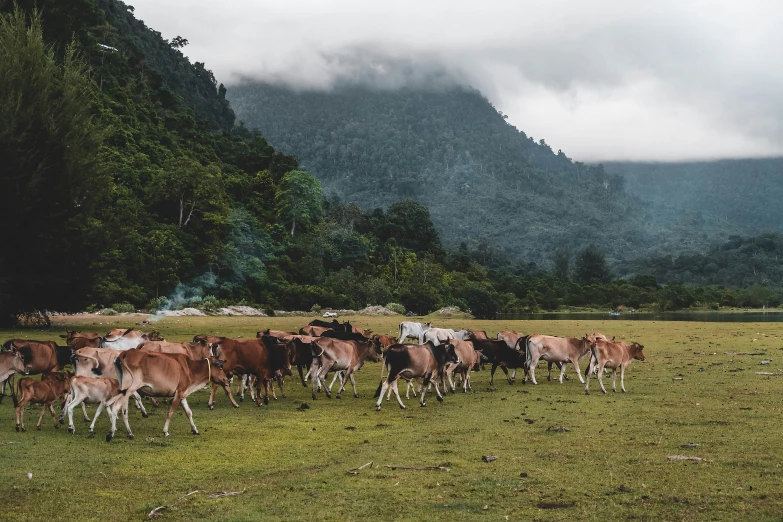 several cows grazing in a grassy meadow surrounded by mountains