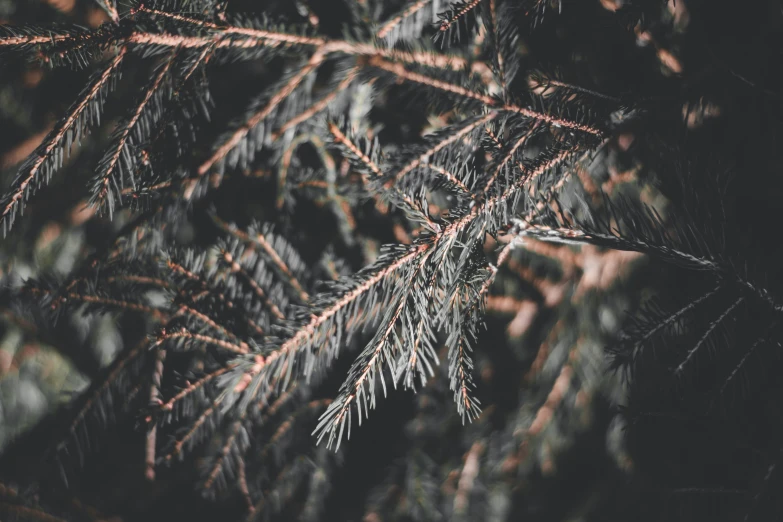 an arrangement of needles in pine tree leaves