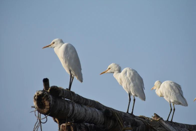 the birds are all standing on the palm tree