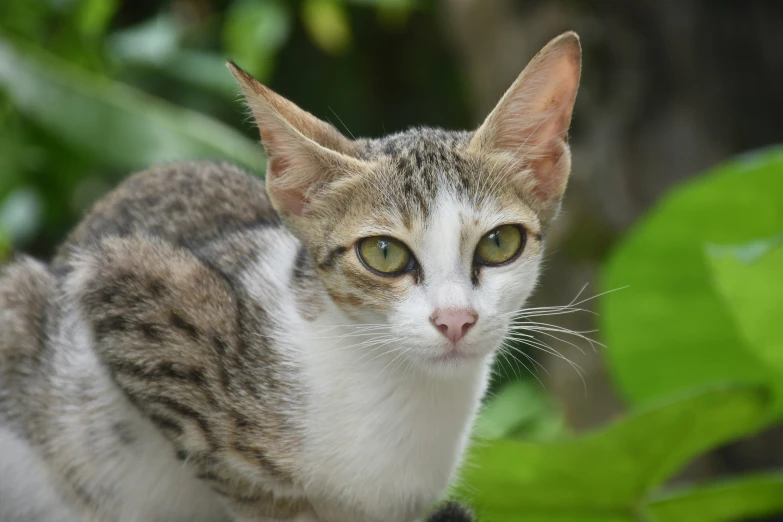 a kitten looking at the camera while sitting on a nch